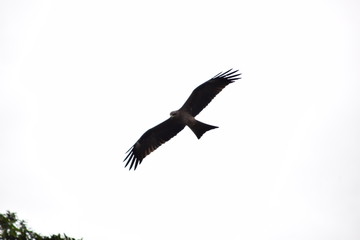 Eagle looking for food