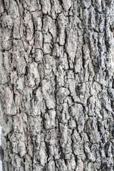 Dried wooden tree bark background and texture