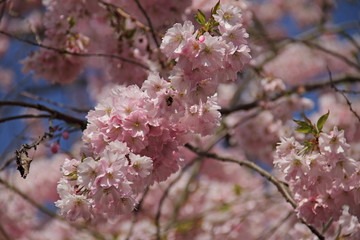Kirschblüte