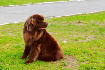 Dog breed Newfoundland