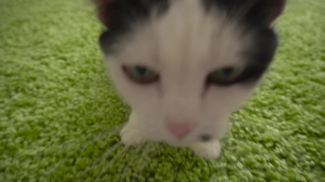 Domestic white and black cat goes straight to the camera. Estrous cycle. Strange pet behavior. Kitty is ready to mate. Sexual maturity