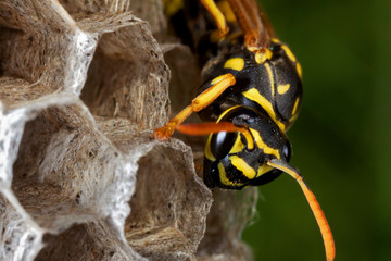 Paper wasp building the nest