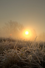Frost on the meadow during sunrise