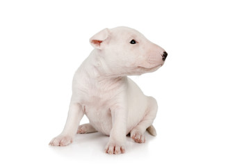 Nice Miniature Bull Terrier puppy one month old