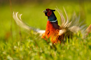 Pheasant hiding in the grass
