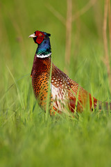 Pheasant hiding in the grass