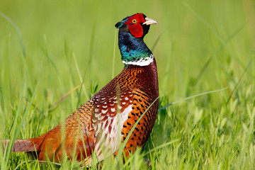 Pheasant hiding in the grass