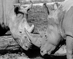 Black and White Photo of Rhinoceros out in nature during the day