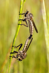 Mating of the flies on the grass stalk