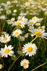 Leucanthemum vulgare, commonly known as the ox-eye daisy, oxeye daisy, dog daisy on the grassland