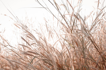 Wilted grass in early autumn - obrazy, fototapety, plakaty
