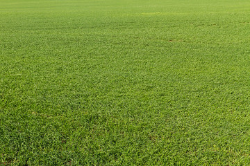 View of Green grass field background.