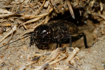 The cricket (Gryllus campestris) in the burrow