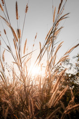Wilted grass in early autumn