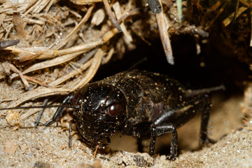 The cricket (Gryllus campestris) in the burrow
