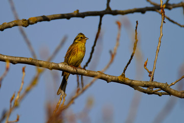 Yellowhammer bird perched on a tree.