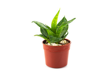 Green small potted plant isolated in white background