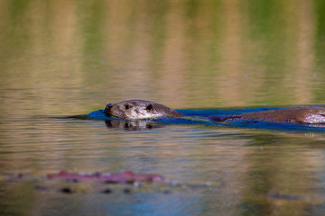 The otter on the Drava River