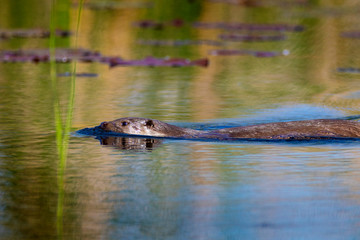 The otter on the Drava River