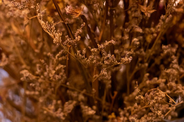 close up dry little yellow flower