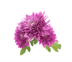 A bouquet of beautiful pink chrysanthemums closeup isolated on white background