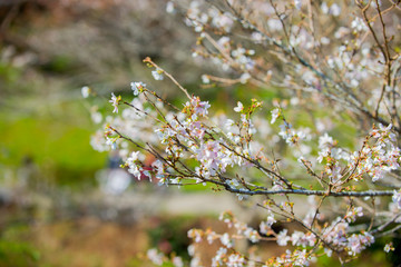 white flowers of cherry tree