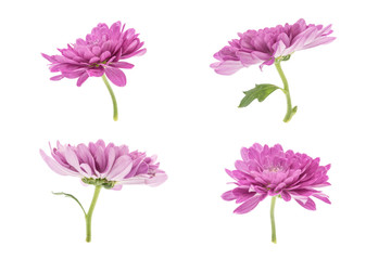 Set of blooming purple chrysanthemums closeup isolated on white background