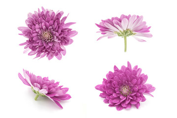 Set of blooming purple chrysanthemums closeup isolated on white background
