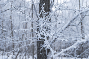 Branches of trees, covered with ice, Winter, Frost