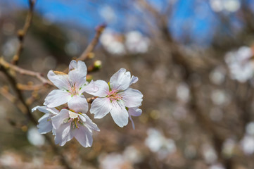 Fototapeta premium white flowers of cherry tree