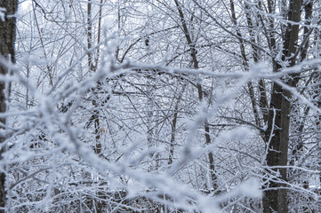 Branches of trees, covered with ice, Winter, Frost
