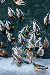 ducks fight for bread on a frozen pond