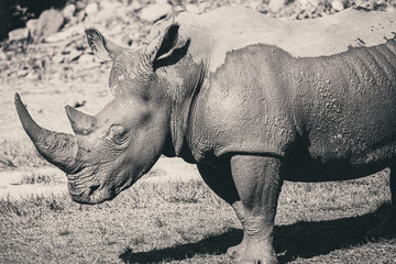Fototapeta premium Black and White Photo of Rhinoceros out in nature during the day