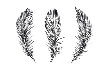 Feather set, hand drawn illustration
