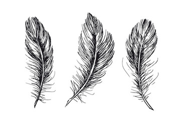 Feather set on white background