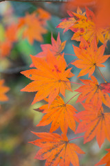 autumn leaves background