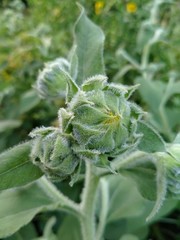 Young Sunflower in sunflower field for background.