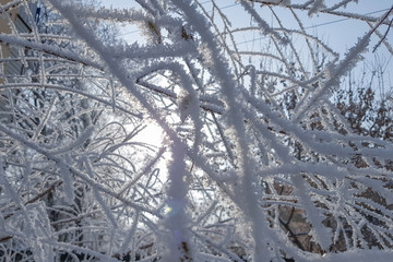  branch covered with snow in winter day