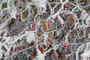 branches of  bright juicy red clusters of berries covered with ice and snow. winter background
