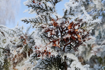 Fir branches covered with frost wonderland. Winter snowy pine tree christmas image