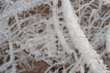  tree branch covered with snow in winter day