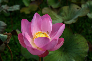 Obraz premium Pink Lotus Close-up, Bali, Indonesia