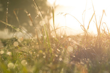 early morning dew on grass
