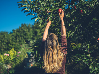 Young woman picking apples on sunny day
