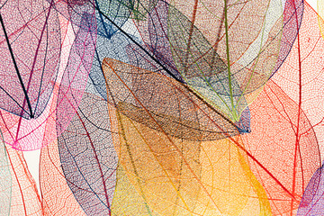 colored leaf skeletons on white background