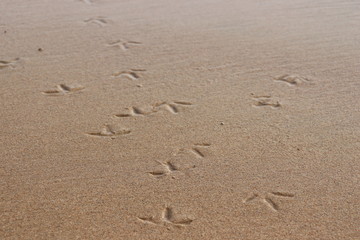 Fototapeta na wymiar seagull footprints in the sand