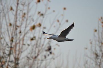 free like a bird