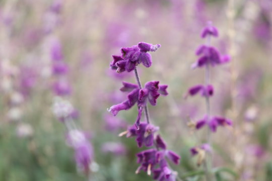 purple flowers