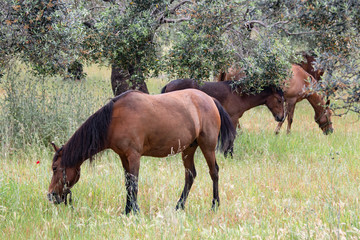 Brown horse eating grass in field, Horses grazing in a meadow