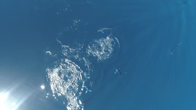 Aerial shots of Stripped marlin hunting and feeding in a baitball in Magdalena Bay, Baja California Sur, Mexico.